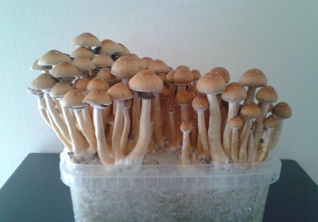 Golden Teacher Mushrooms