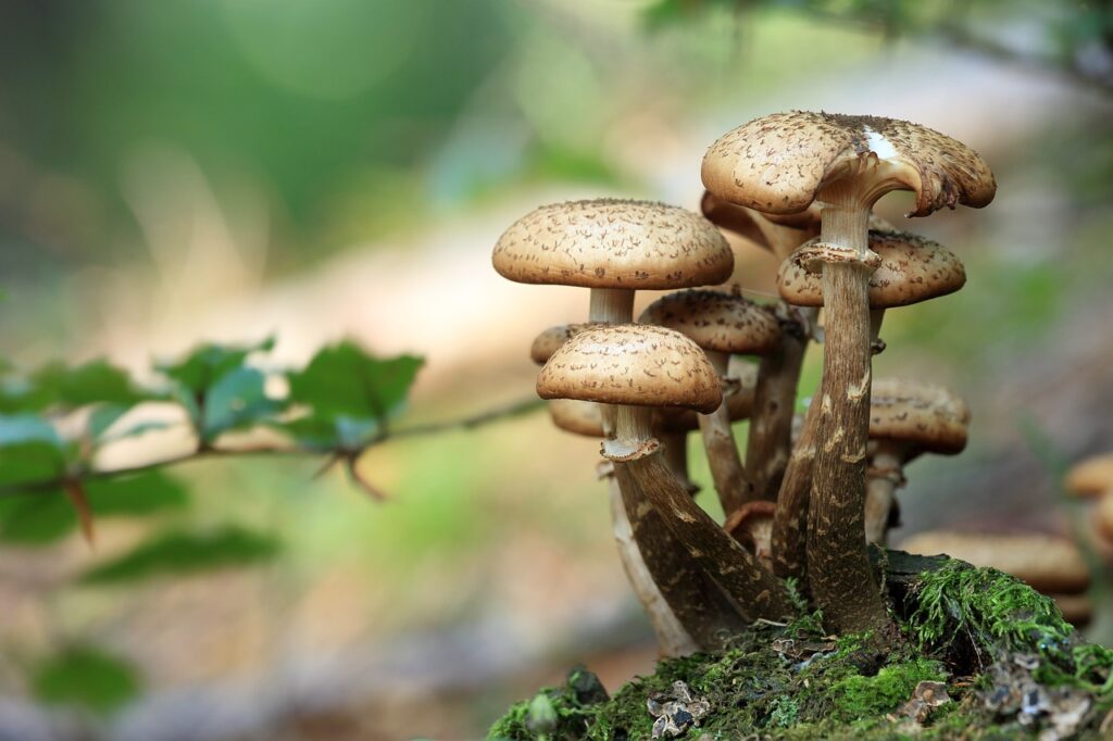 mushrooms, wild mushrooms, spore-548360.jpg