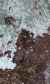 Trichoderma harzianum aka The Green Mold