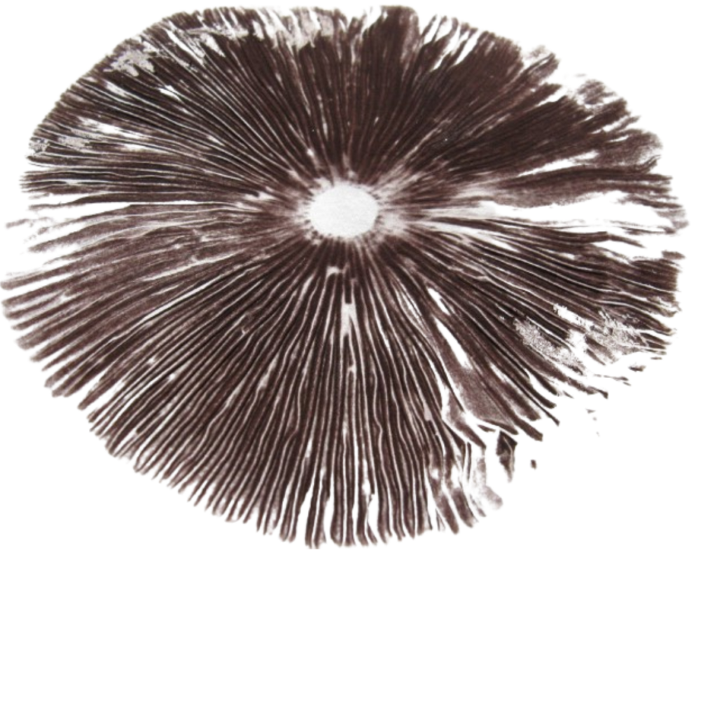 Golden Teacher Spore Print