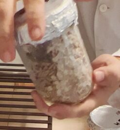 Grain jar partially colonized