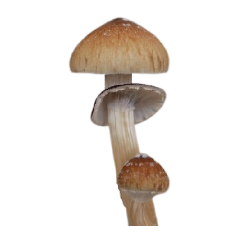 Golden Teacher Mushroom