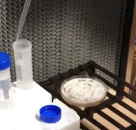 Pipette hyphae back into distilled water for long term storage